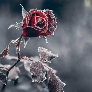 Meet your Posher, Peter